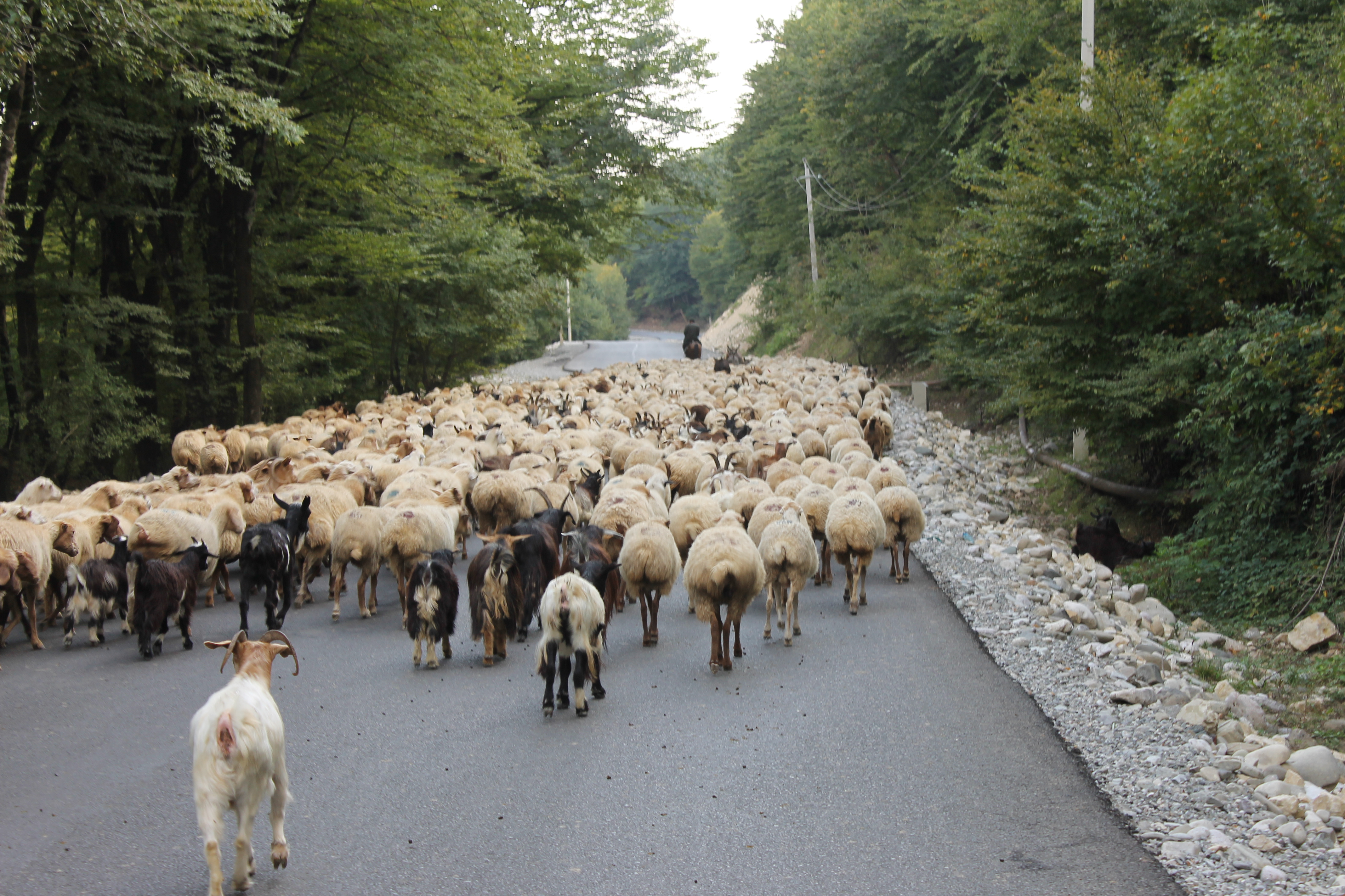 Sheep - common road users in Azerbaijan. Image credit