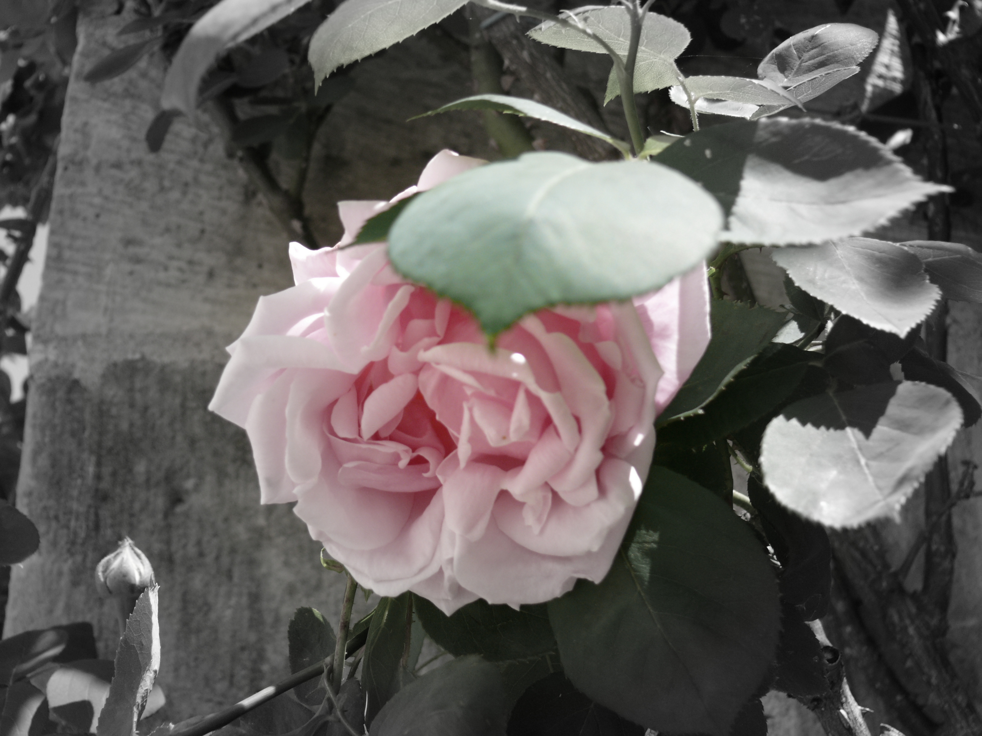 roses 7