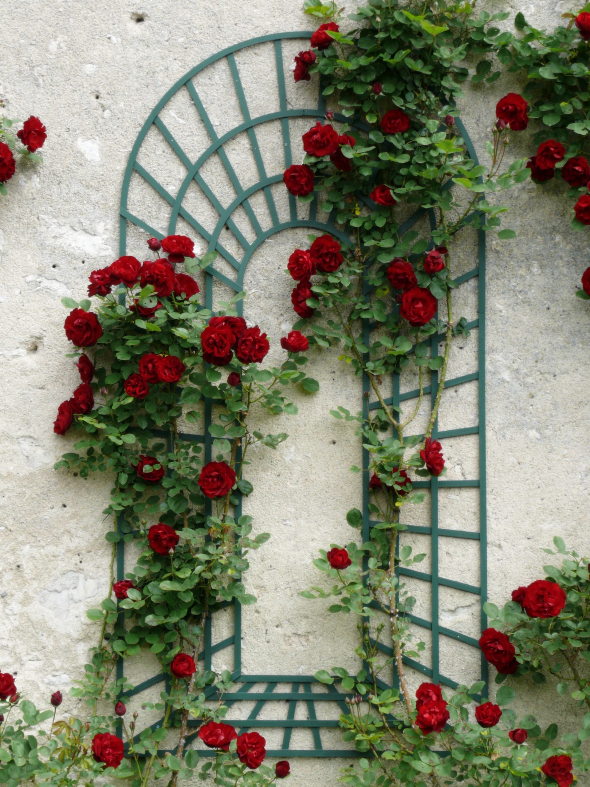 Rose inspiration from Loire Valley