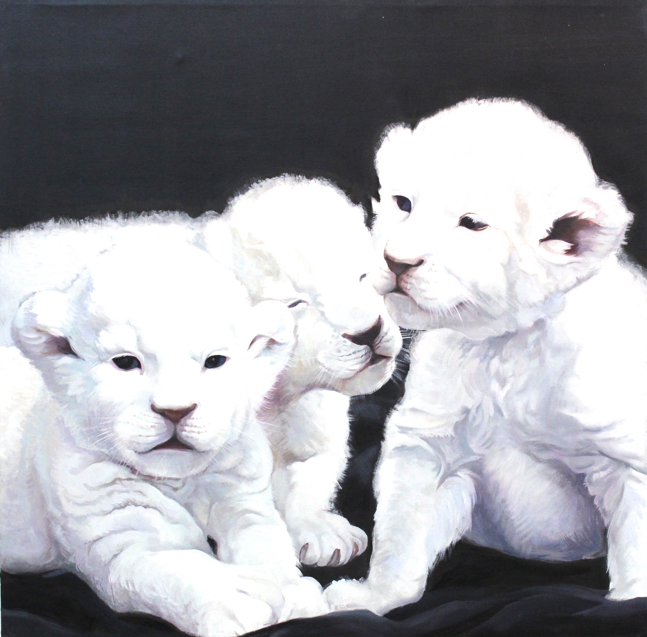 lions albinos