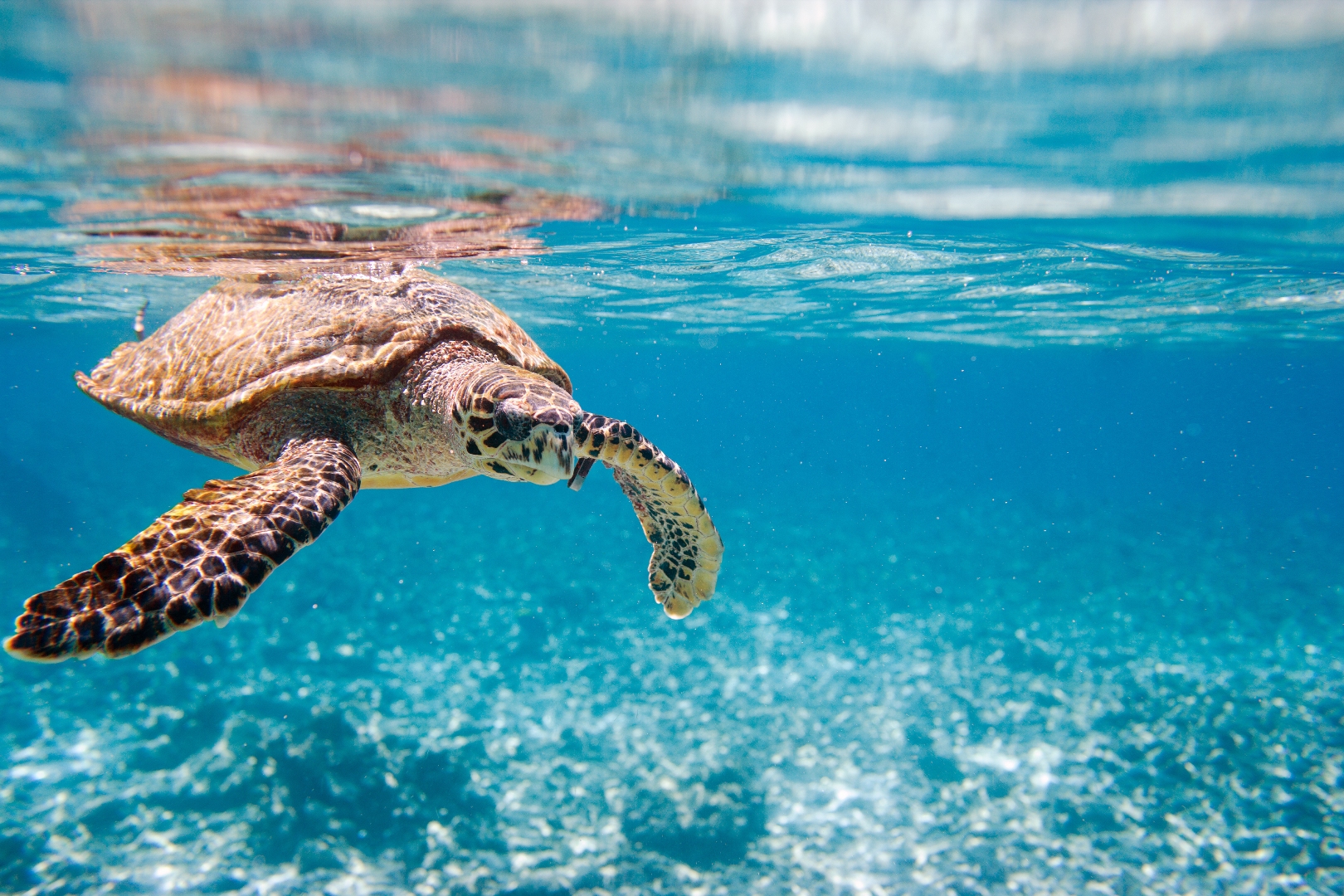turtle-diving-seychelles