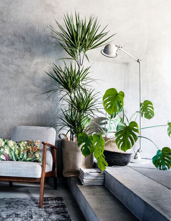 Home Decorating with Plants