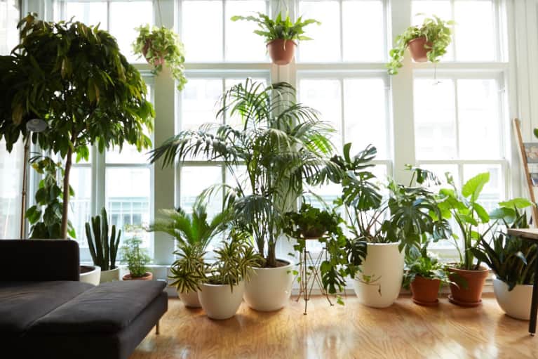 keep house plants healthy 
