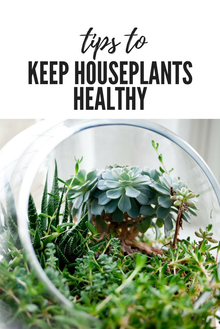 keep houseplants healthy