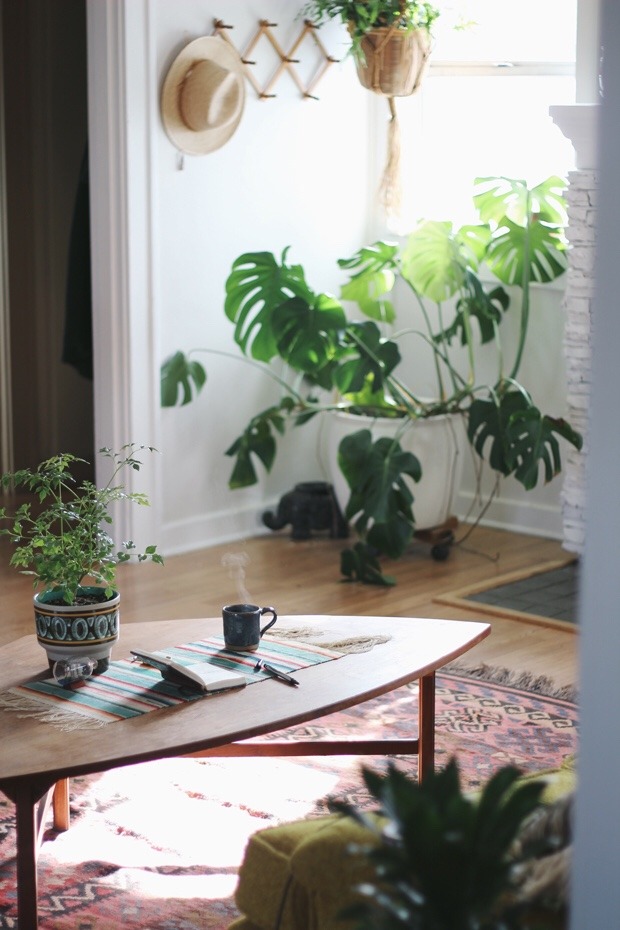 Why Decorating the Inside of Your Home With Plants is Beneficial