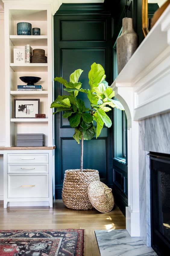 7 Indoor Plants You Can Use to Revamp Your Home
