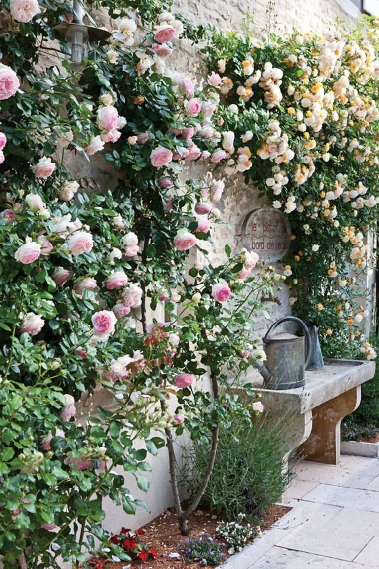 4 Tips to Planning Your Rose Garden