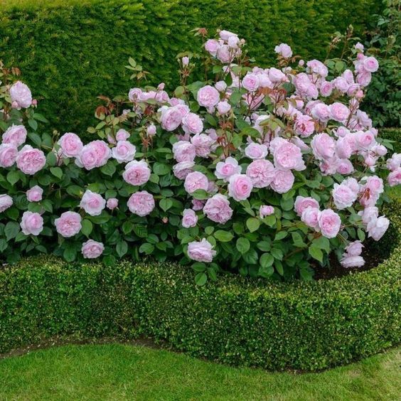 rose garden 