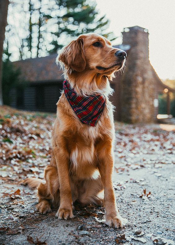 7 Top Ideas to Include Your Dog in the Next Photo Session