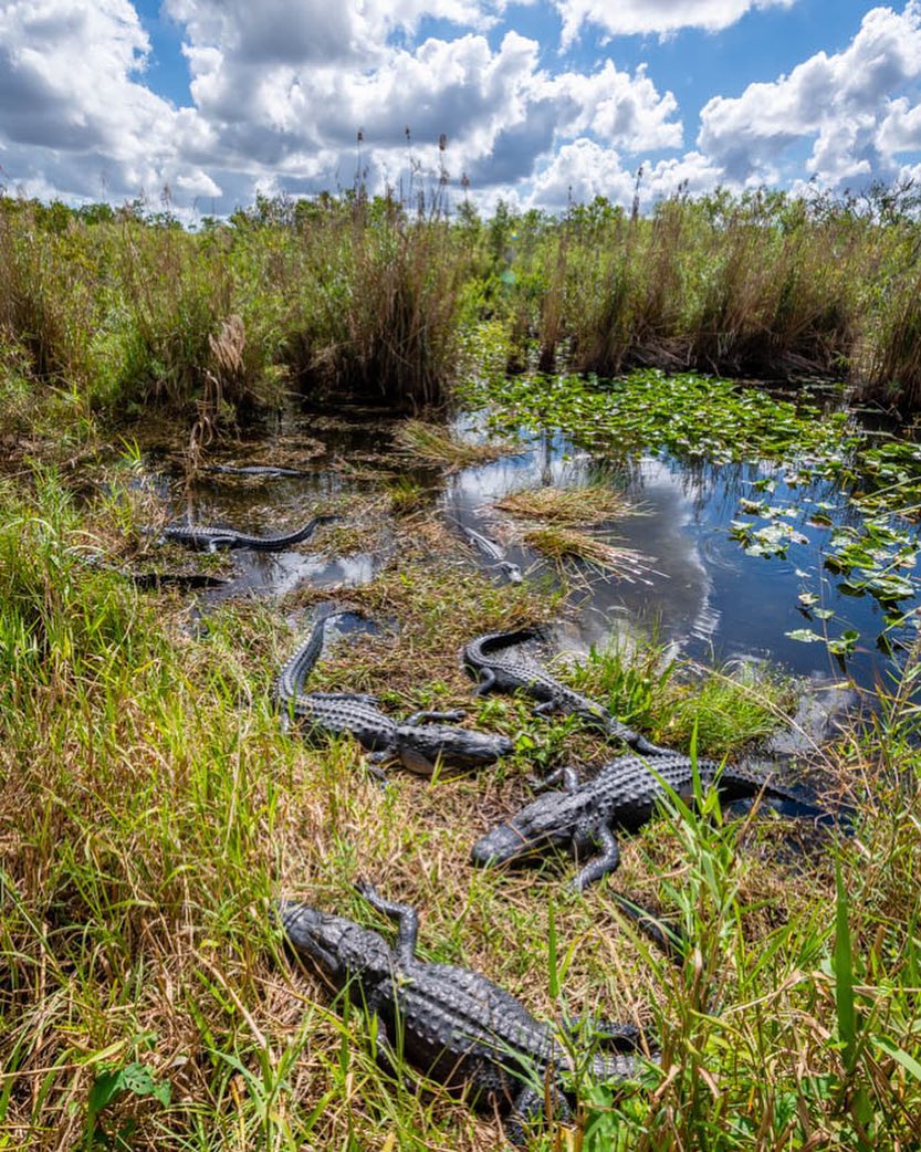 Everglades Miami