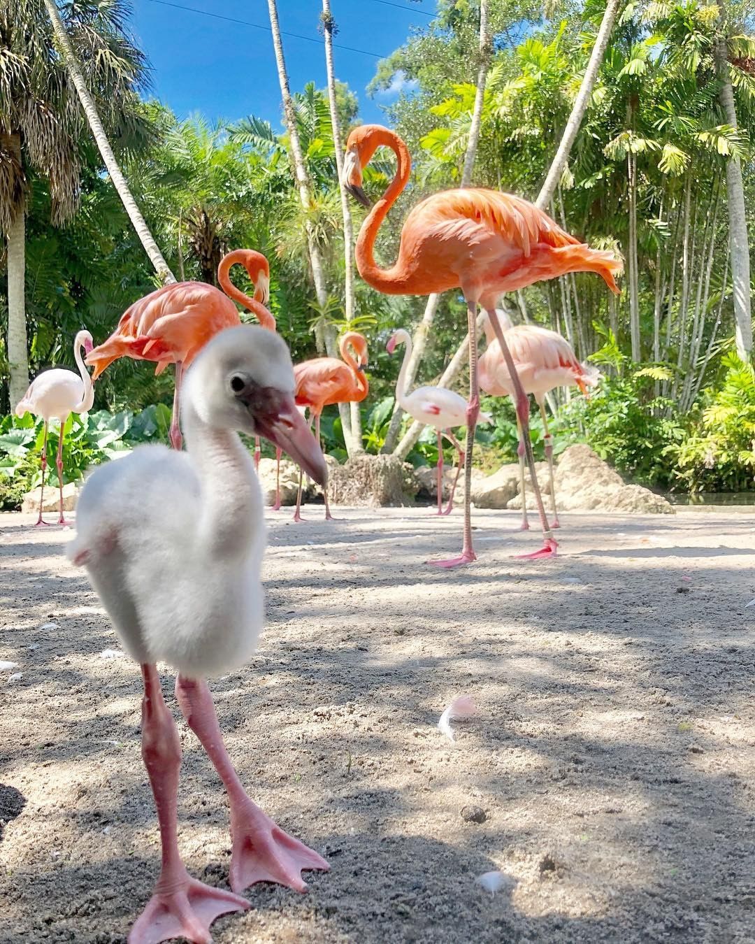 Flamingo gardens Fort Lauderdale