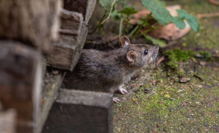 7 Common Reasons of Rat Infestations and How to Avoid Them