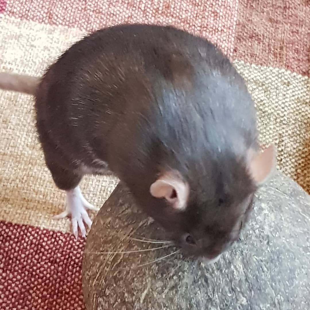 Rat playing
