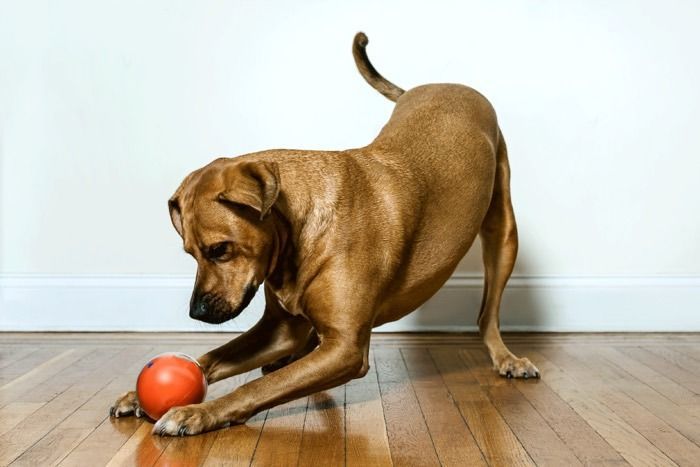 3 Must-Have Gadgets For Every Pet Owner’s Home