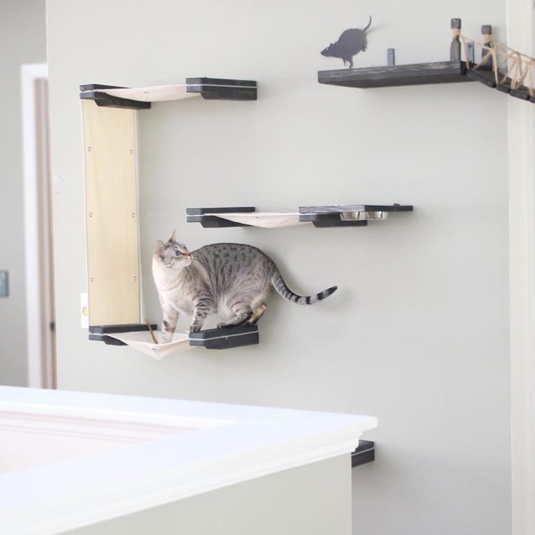 The Ultimate Playground: 5 Great Additions to Your Home If You Have a Cat