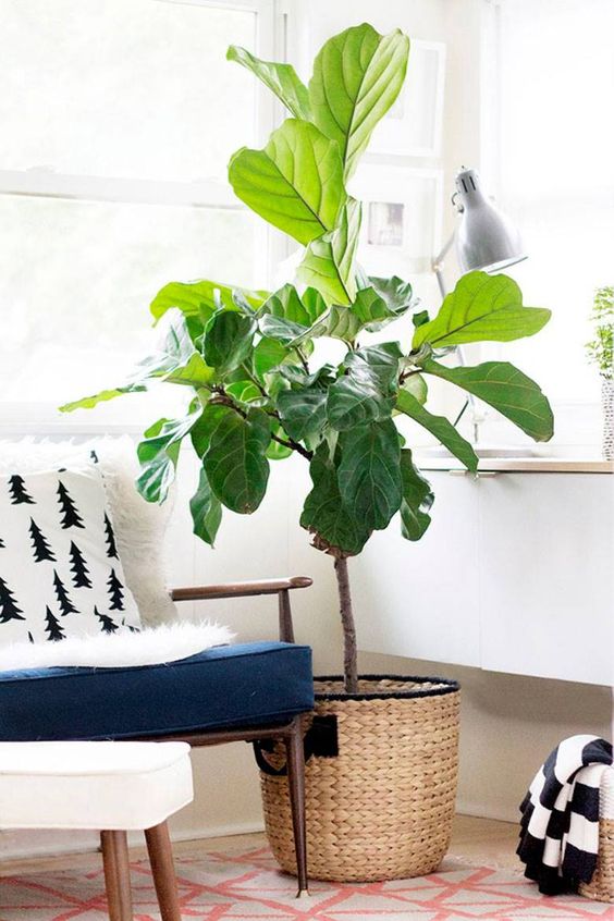 Common Indoor Plants and Their Benefits