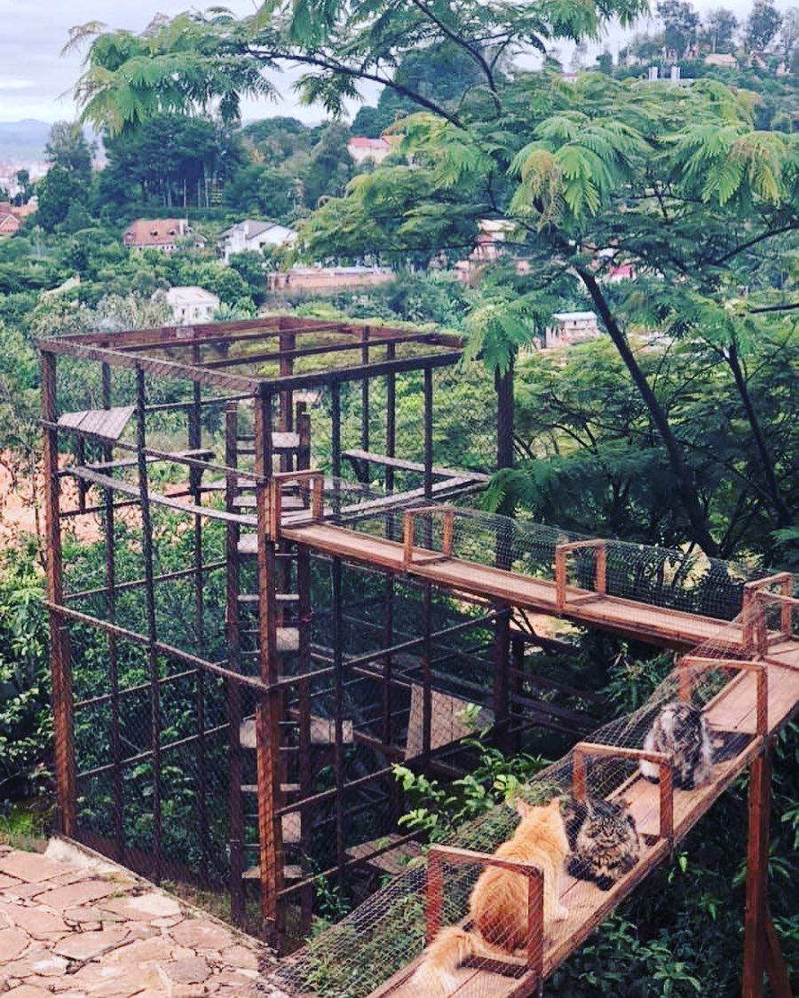 Catio