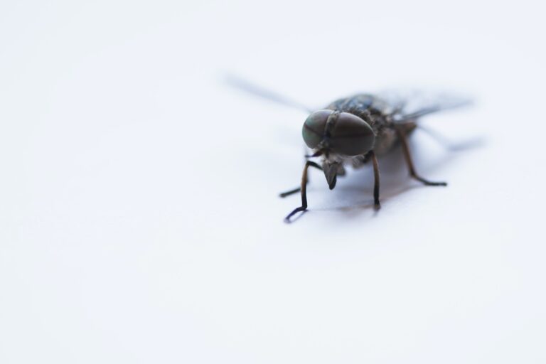 3 Reasons You Should Hire a Pest Control Company