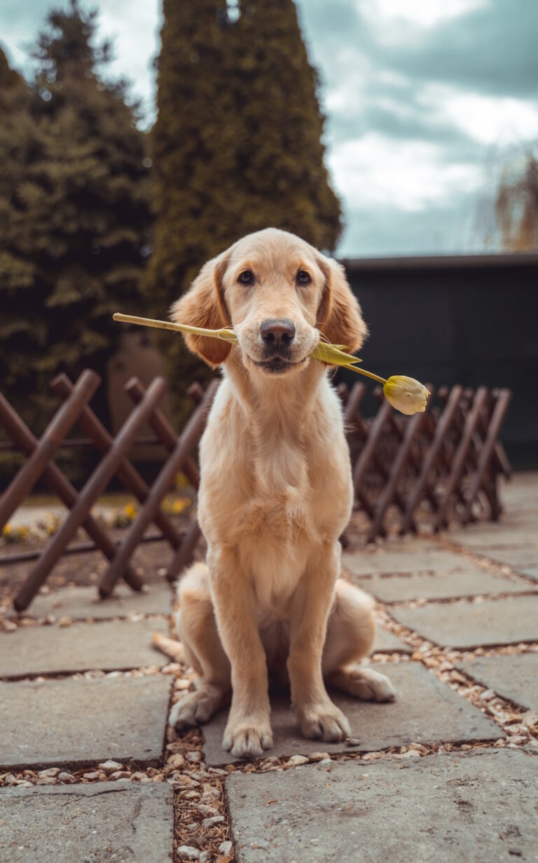 Basic Commands to Teach Your Pup
