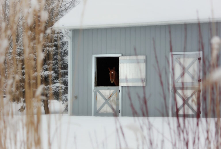 How to Build and Maintain a Horse Stable