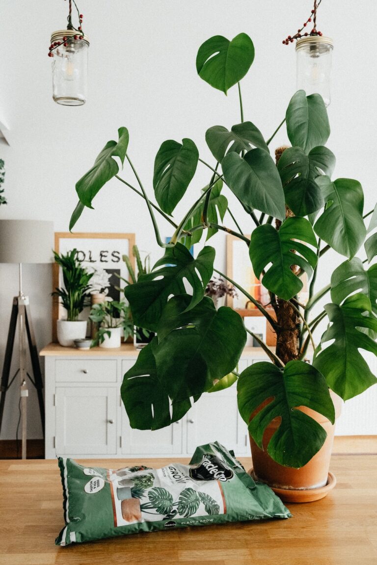 Top 6 Care Tips for Your Favorite Indoor Plants