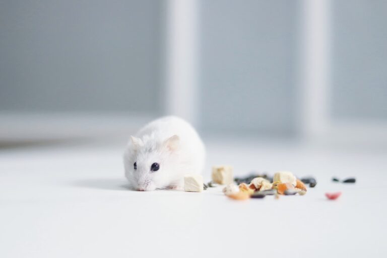How To Choose the Right Food for Your Pet Hamster