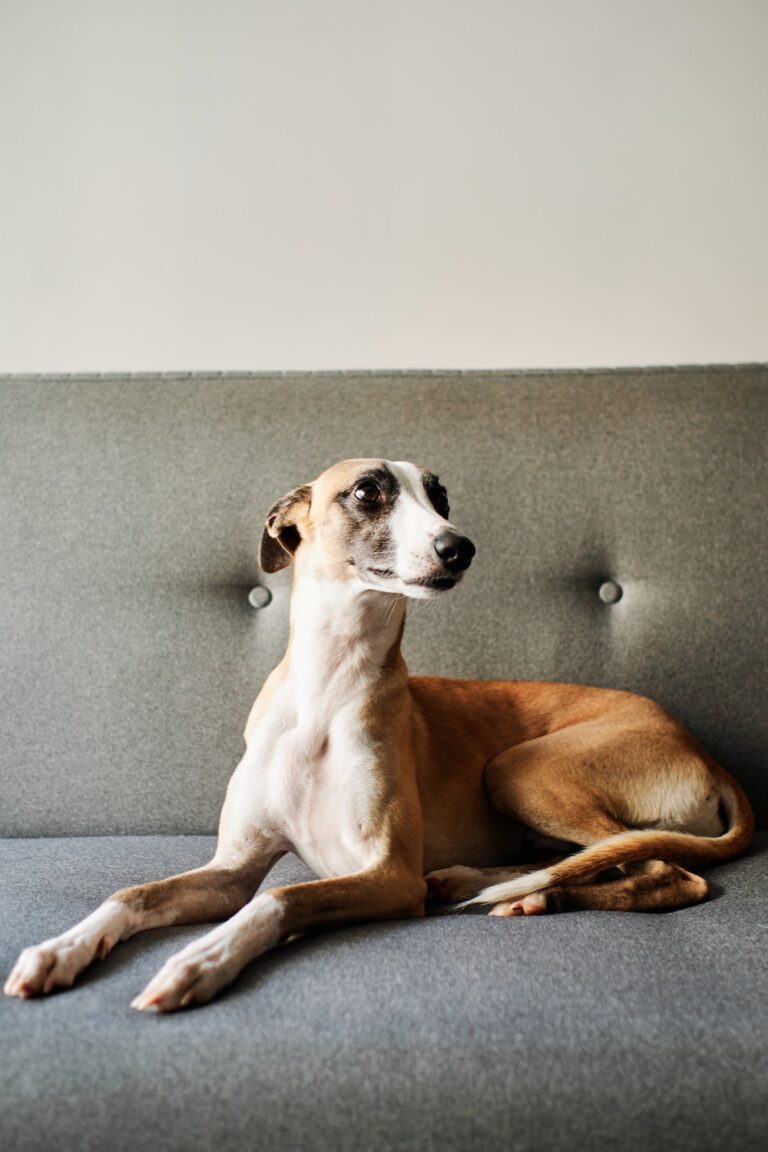 Not a Homeowner Yet? Here Are 7 Dog Breeds That Don’t Mind Apartment Living