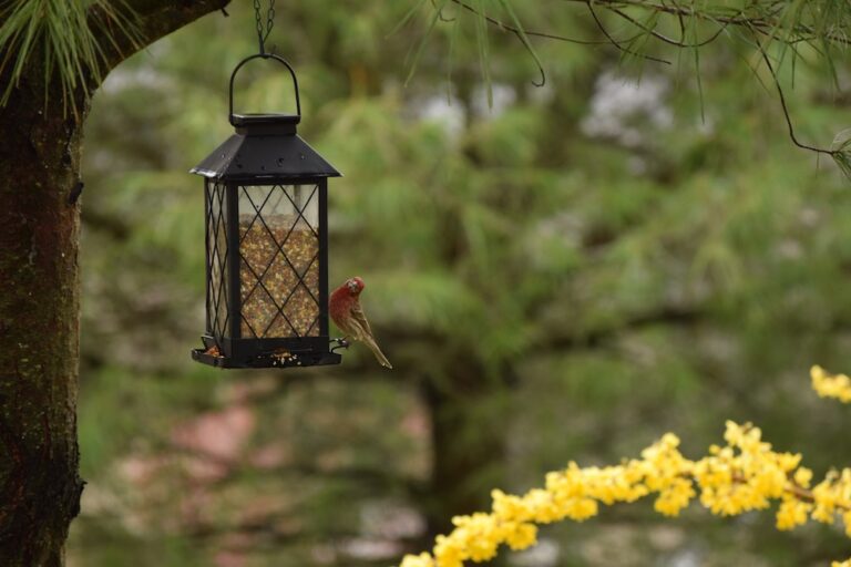 Why Should You Install a Bird Feeder in Your Yard?