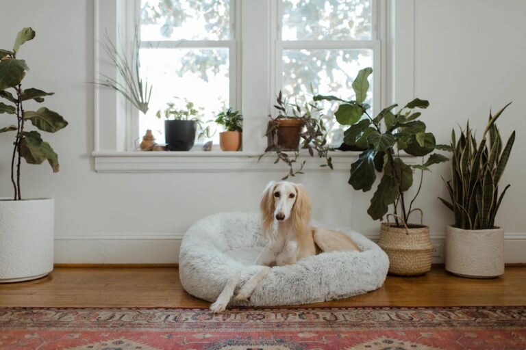 Ideas On How To Decorate Your Pet Friendly Home